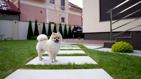 un perro pom blanco corre sobre una baldosa en el césped del patio trasero.