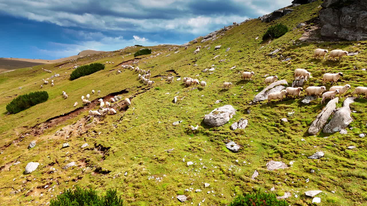 Bestiame al pascolo sul pendio verde della montagna. Grande gregge di pecore in cerca di erba. Cielo nuvoloso sullo sfondo