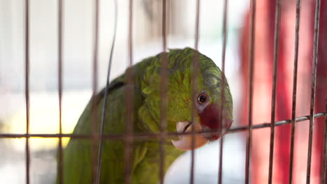 Loro-Inteligente-Mirando-A-Través-De-Los-Barrotes-De-Su-Jaula-Y-Queriendo-Volar---Aislado