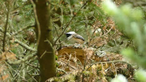 Kleine-Schwarz-weiße-Chickadee-Sitzt-Auf-Einem-Umgestürzten-Baumstamm-Inmitten-Eines-Immergrünen-Waldes