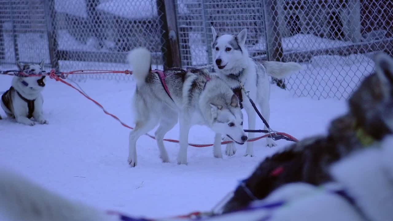 Sled Siberian Husky dogs, jumping and barking, eager to start pulling a sleigh, in Lapland, Finland