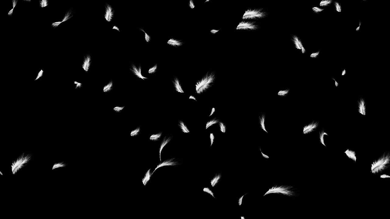 Beautiful white feathers explode in the air and then slowly falling down loop backgrounds commercial