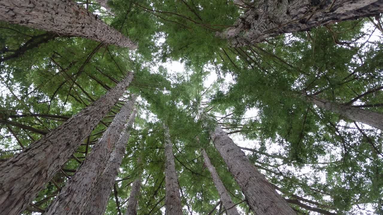 Redwood forest looking up with rotation in 4k