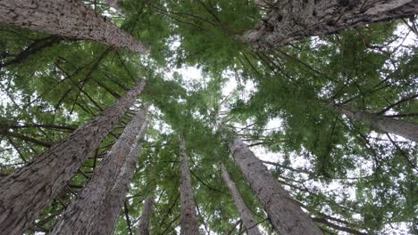 redwood forest looking up with rotation in 4k