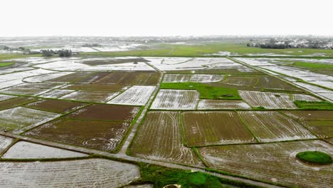 Bajando-En-El-Vasto-Paisaje-De-Campos-De-Cultivo-De-Arroz-En-La-Zona-Rural-De-Hoi-An,-Quang-Nam,-Vietnam