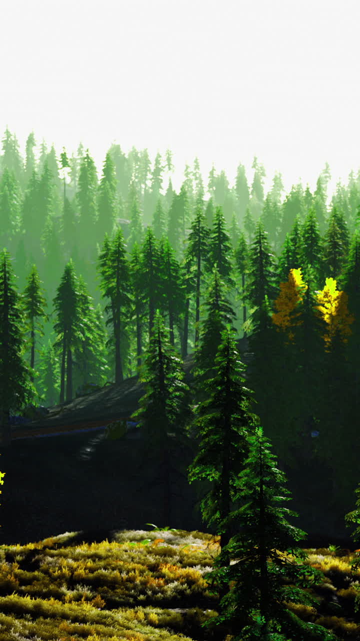 Lush green pine forest with sunlight filtering through trees in autumn