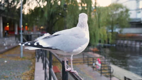 gaviota argéntea europea donde se posan sobre una baranda de acero junto al río - plano completo