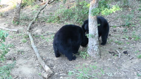 two black bears fight on a forest ground, in a french zoo