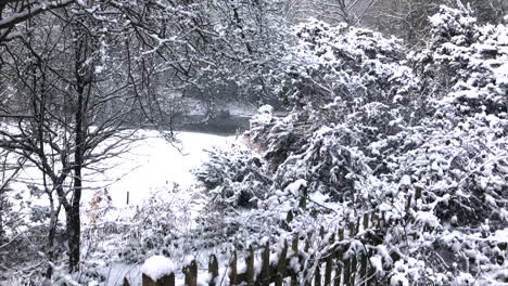 Schneeklumpen-Auf-Ästen-In-Einer-Hübschen-Szene-Im-Wald-Mit-Lattenzaun