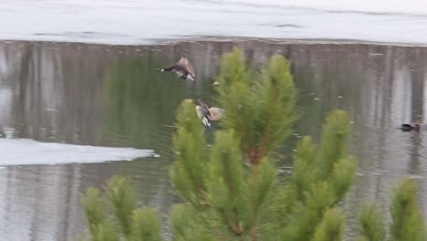 canadian geese land gracefully on thawing lake, tracked in flight