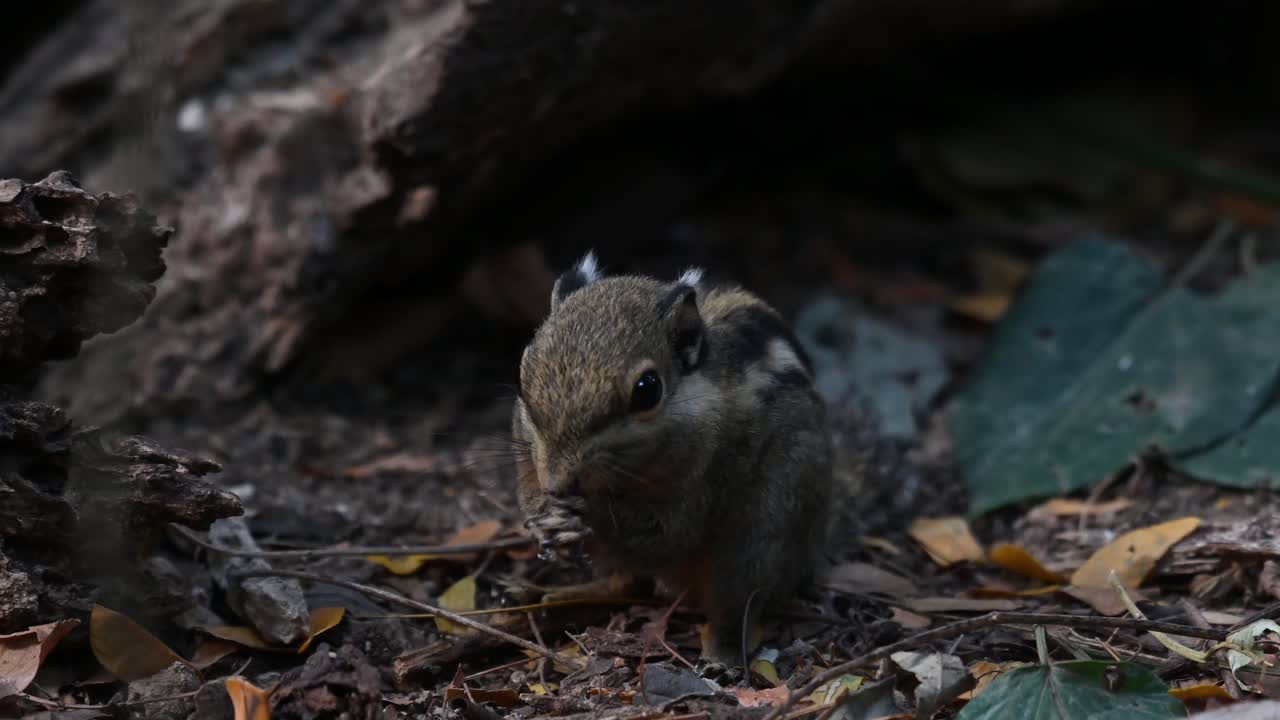 Scoiattolo striato occidentale, Tamiops mcclellandii, Filmato 4K