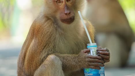 a southern pig-tailed macaque skillfully drinks from a water bottle in a forest setting, showcasing its intelligence and adaptability