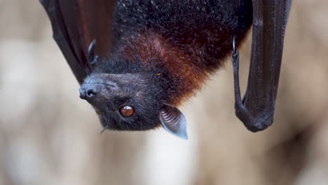 primer plano de pteropus vampyrus colgado boca abajo husmeando y mirando alrededor