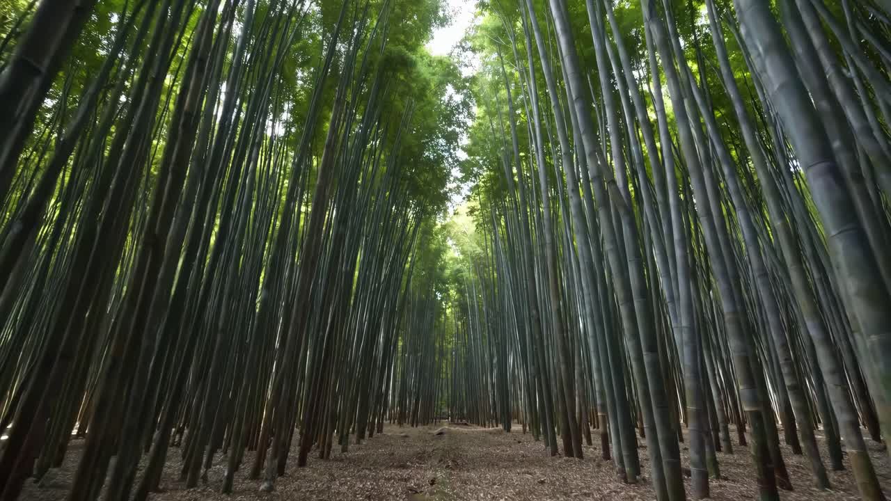 A serene video of a lush bamboo forest captured from a low-angle perspective