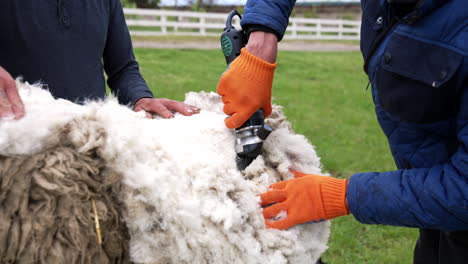 cutting of sheep wool