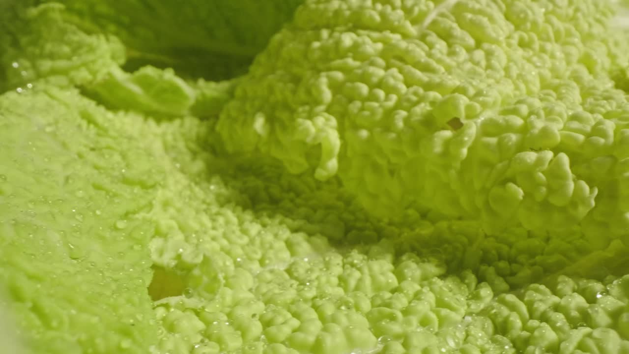 신선한 녹색 젖은 상추 샐러드, 매크로 클로즈업 프로브 렌즈