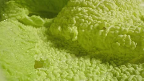 fresh green wet lettuce salad, macro close up probe lens