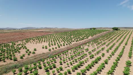 pan de camiones de largas filas de árboles pequeños que crecen en la granja