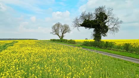 Una-Vista-Aérea-Pintoresca-De-Un-Campo-De-Colza-Con-Dos-árboles-Y-Un-Camino-Rural-Pacífico-Que-Conduce-Al-Horizonte