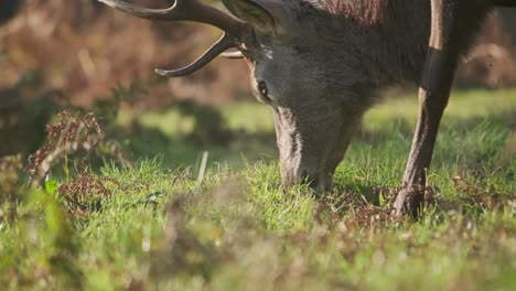 Close-up-of-Stag-feeding-on-grass-backlit-by-sunset-golden-hour-slow-motion