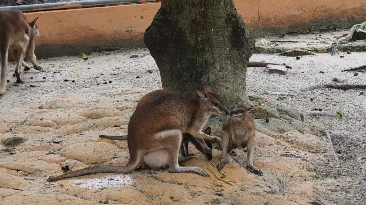 canguros y joes en el zoológico