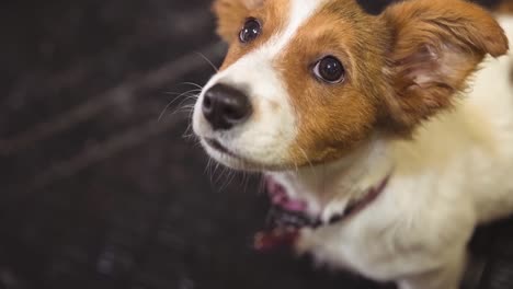 Close-up-of-small-brown-and-white-pet-dog-looking-up-to-camera