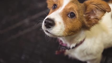 close up of small brown and white pet dog looking up to camera