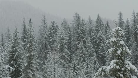 Imágenes-En-Cámara-Lenta-De-120-Fps-De-Nieve-Cayendo-Sobre-Un-Bosque-En-Invierno