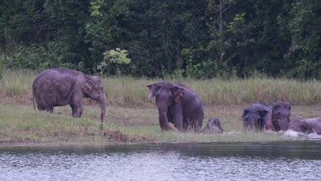 Die-Asiatischen-Elefanten-Sind-Vom-Aussterben-Bedroht-Und-Diese-Herde-Vergnügt-Sich-Beim-Spielen-Und-Baden-In-Einem-See-Im-Khao-Yai-Nationalpark