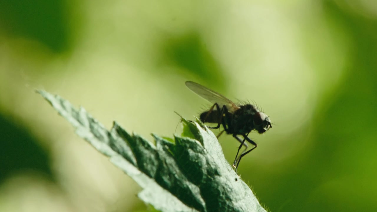 Primo piano macro di una mosca del cavolo posata su una foglia verde a Remscheid, Renania Settentrionale-Vestfalia, Germania. Luce solare naturale, bassa profondità di campo, comportamento dettagliato dell'insetto.