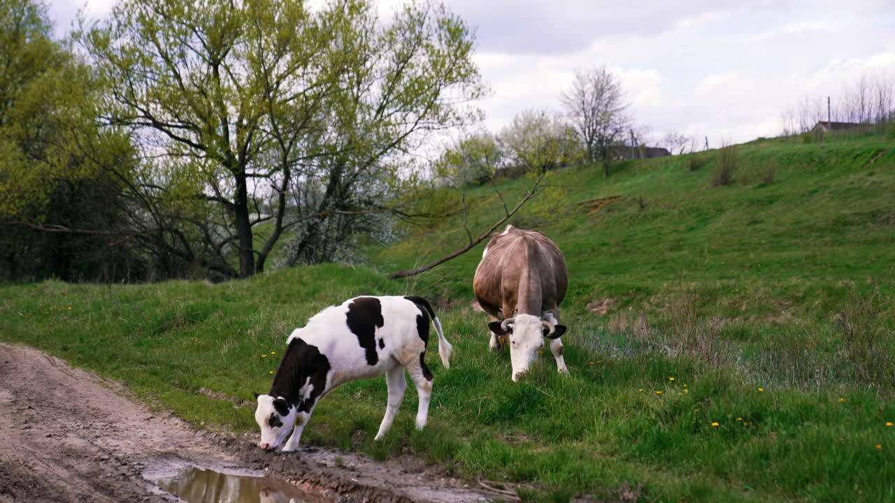 Cows grazing on a meadow. Cattle