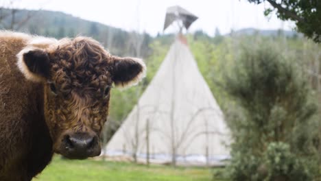 Slow-motion-shot-of-cute,-fluffy,-highland-cow-turns-head-toward-camera-with-Tipi-in-background