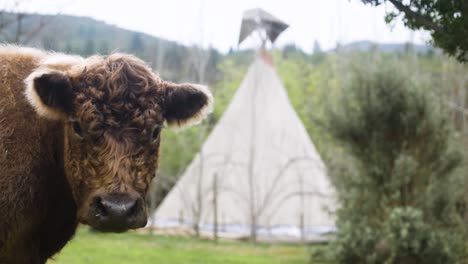 slow motion shot of cute, fluffy, highland cow turns head toward camera with tipi in background