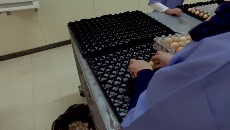 clasificación manual de los huevos para ponerlos en el criadero