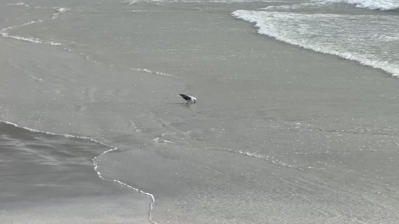 Seagull feeding in the waves
