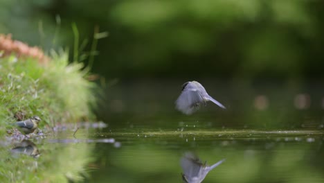 great tit by the pond