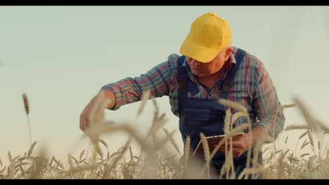 farmer inspecting wheat field with tablet