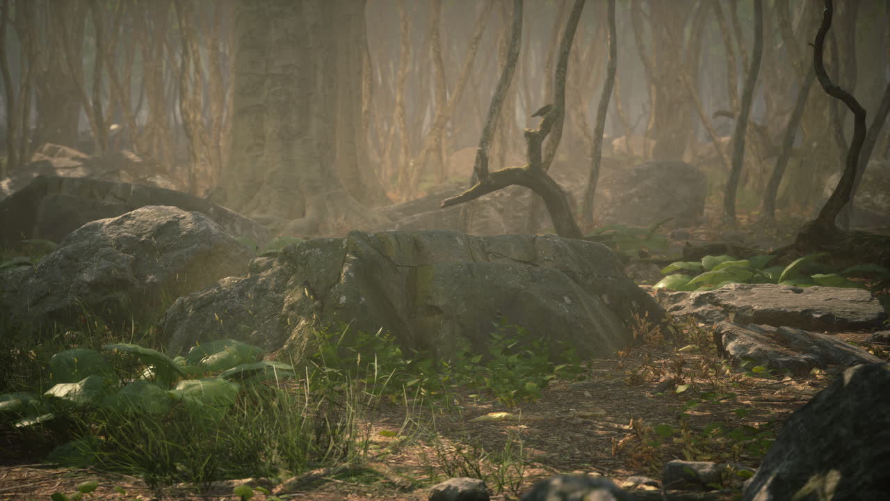 raíces de un árbol en un bosque brumoso