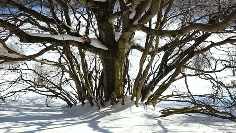 group of small snow-covered beech trees, bottom to top shot