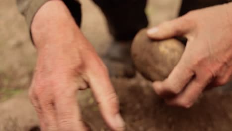 farmer inspects his crop of potatoes hands stained with earth.