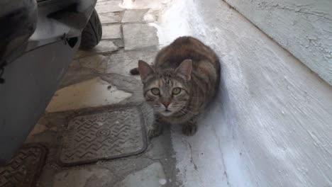 Camera-moving-close-to-brown-cat-hiding-in-greek-alley-behind-motorcycle