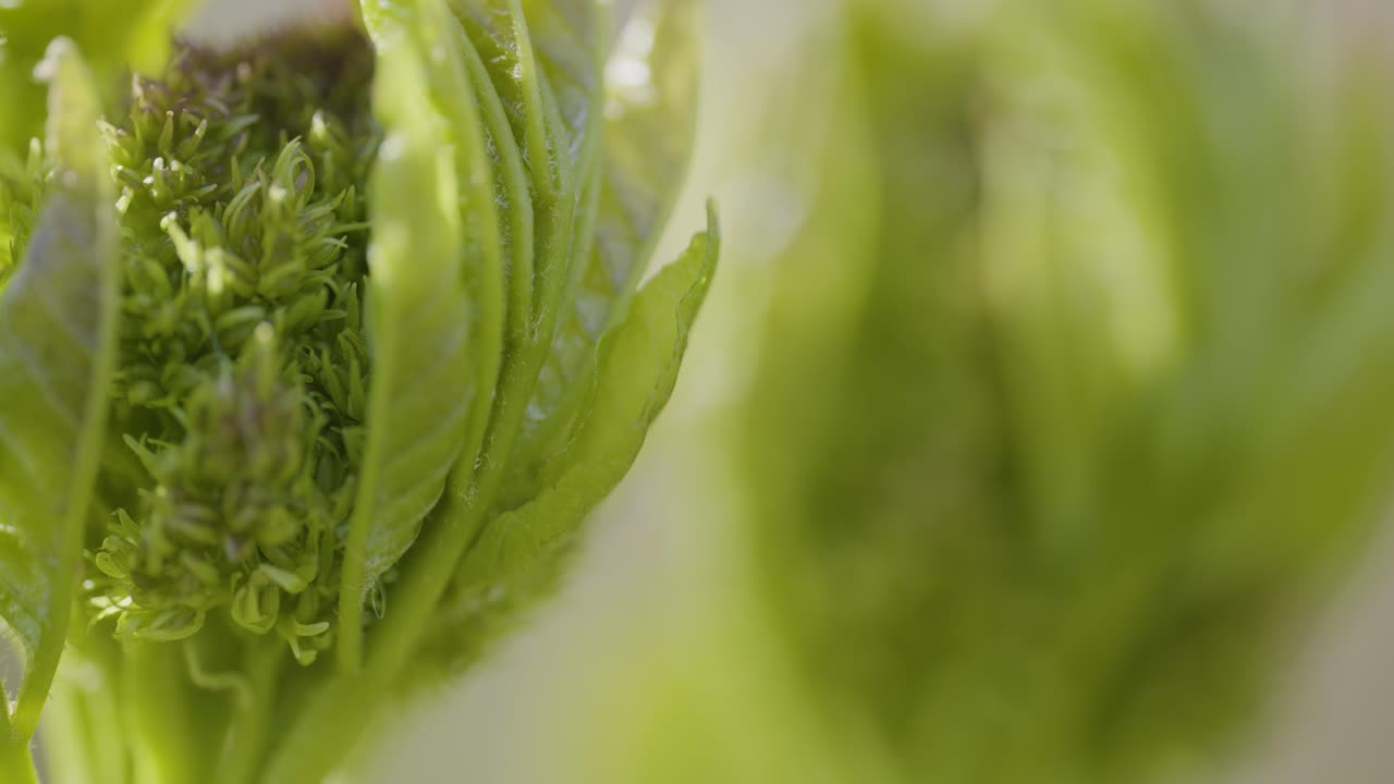 Close-up of a spring plant bud