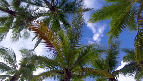 Up-view-of-tropical-palm-trees-against-the-sky