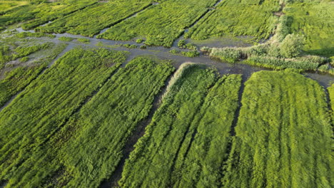 Tilt-Down-Aerial-with-Wind-Shaping-the-Grassland-of-Natural-Reserve-of-Bourgoyen-Ossemeersen,-Ghent