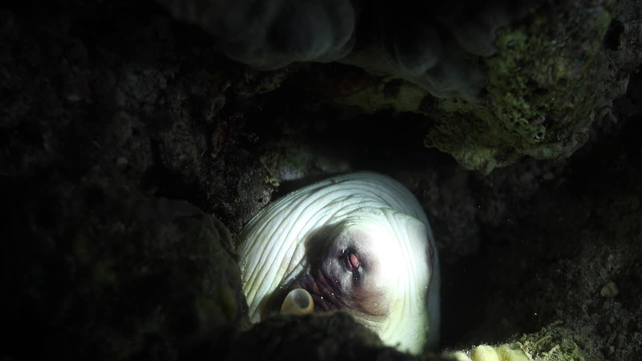 pulpo junto al arrecife de coral del mar rojo de egipto