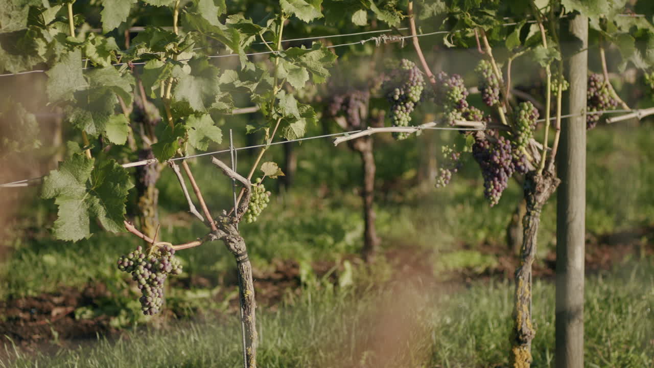 해가 뜨는 동안 포도나무의 클로즈업 돌리  ⁇