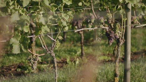 una toma de dolly de uvas durante el amanecer