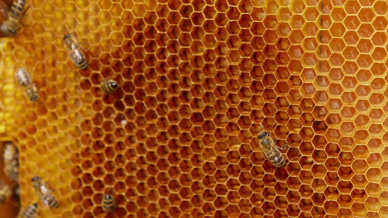Busy bees creating the wax cells for gathering and storing honey. Macro footage. Blurred backdrop.