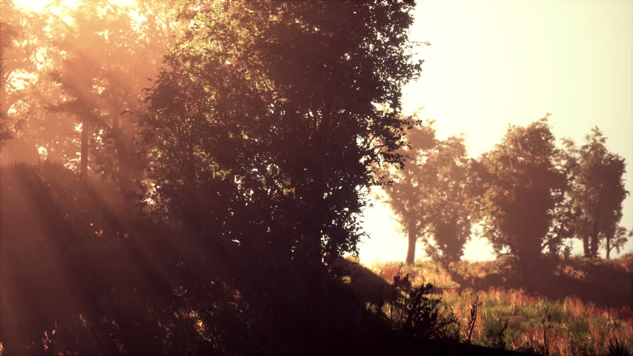 Mañana brumosa en el bosque