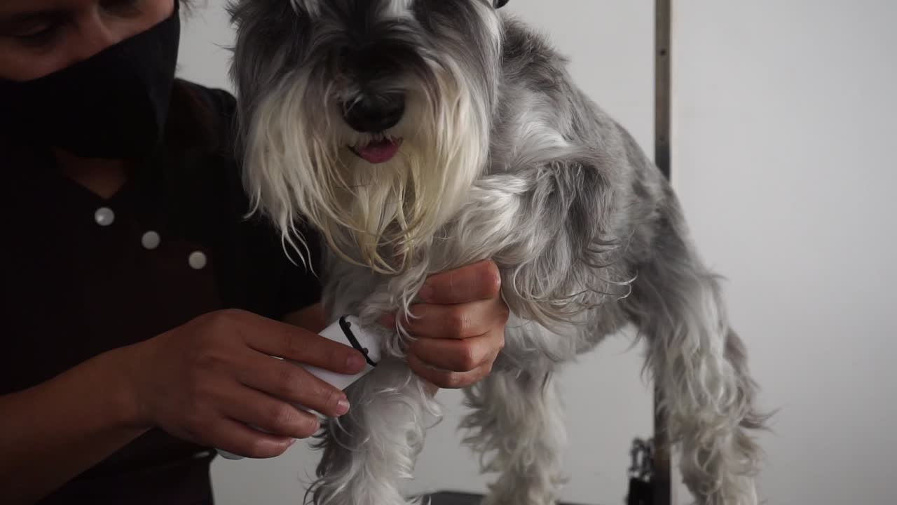 peluquero de perros hispano muele las uñas de schnauzer miniatura con molinillo de uñas